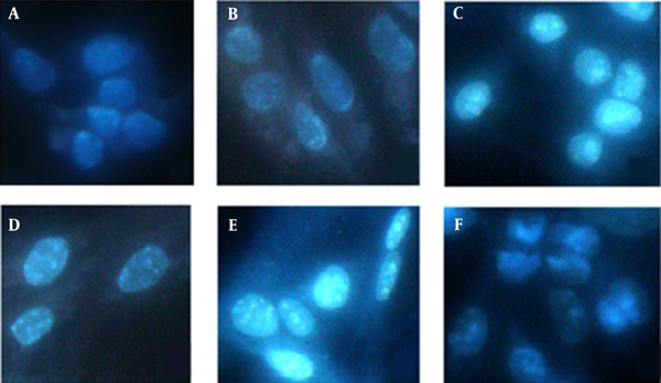 DAPI staining of untreated and treated B16F10 cells. (A) Control, (B-F) concentration of 350, 450, 550, 650 and 750 μg/mL of Ficus carica leaves extract (magnification X400).