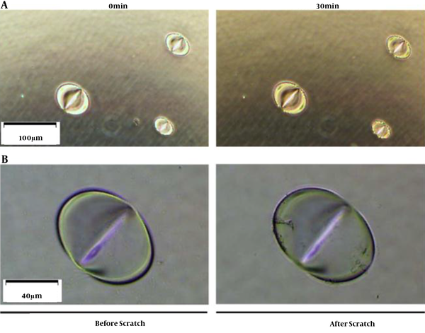 Erosive characteristics of CEES. Under a microscope, (A) appearance change of plastic plate after contacting CEES droplets; (B) CEES droplet was scratched by a 1 mL tip. After scratching, the droplet shape did not change, and the erosive pit was confirmed.