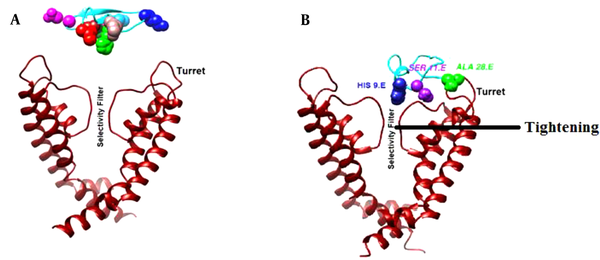 Conformation changes of Kv1.3, induced by meuK2-2. A) Before binding of meuK2-2, B) After binding of meuK2-2. The turret has bent inward close to the pore entry, the selectivity filter has become tighter, His9 has penetrated the pore, and other parts of meuK2-2 act as a lid above the pore entry.
