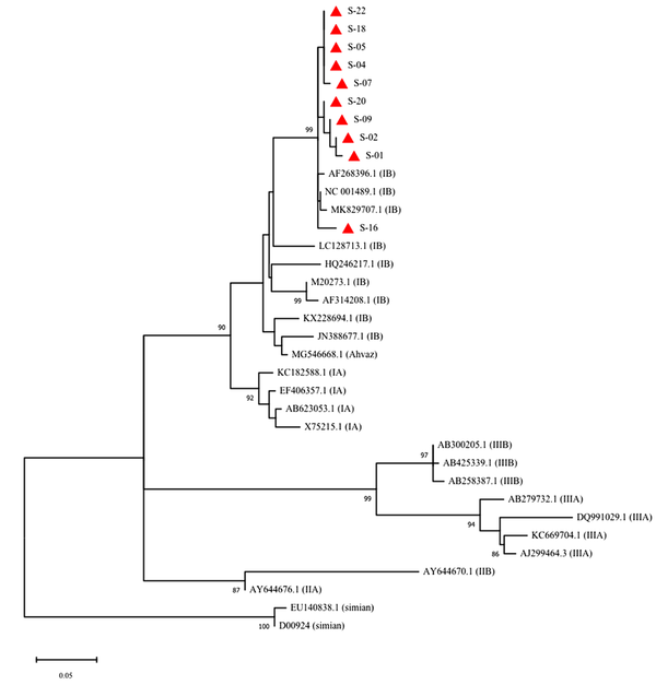 Phylogenetic analysis of the detected HAV genotypes (red rectangles) in influent and effluent samples of the wastewater treatment plant of Ekbatan town in Tehran. The tree was constructed using ML algorithm and GTR-GI model (MEGA10) with a bootstrap of 1000 replicates. Bar, 0.05 substitutions per nucleotide position