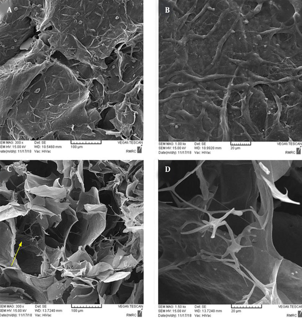 SEM images of GOA along with the fibroblast culture after 48 hours (A) and (B), SEM images captured from the cross-section of GOA by fibroblast culture after 48 hours (C) and (D).