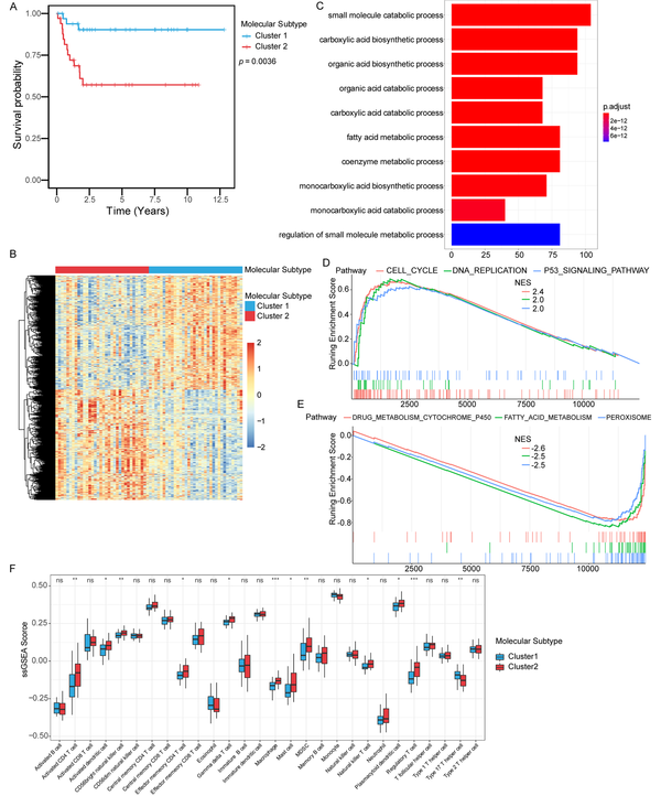 Identification of molecular subtypes based on immune score-related genes. (A) Kaplan-Meier curves were used to evaluate survival differences between the two molecular subtypes. (B) Differently expression genes between the two molecular subtypes. (C) GO analysis. Red to blue indicated the number of p adjusted from large to small, and the length of the bar graph indicated the number of genes enriched. (D) Up-regulated pathways in GSEA analysis. (E) Down-regulated pathways in GSEA analysis. (F) The difference in the distribution of immune cells between subtype 1 and subtype 2.