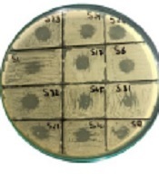 Jundishapur J Microbiol