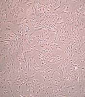 Gene Cell Tissue