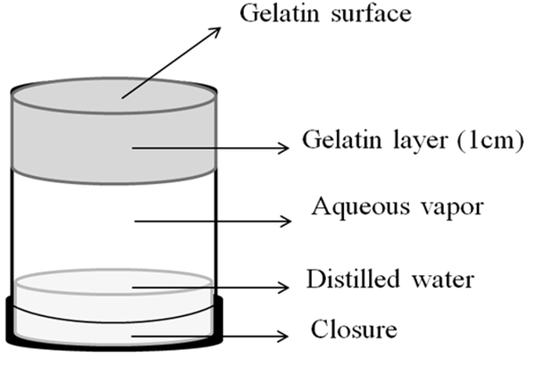 Schematic of the designed gelatin cell used in the occlusivity tests.
