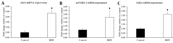 Effect of eight-week HIIT on protein synthesis signaling components in rats’ soleus muscle. The exercise training protocol caused a significant increase in Akt1 (A), mTORC1 (B), and S6K1 (C) mRNA expressions in the HIIT group (n = 8). Data are expressed as mean ± SEM. * Indicates significant difference (P ≤ 0.031) compared with the control group (n = 7).