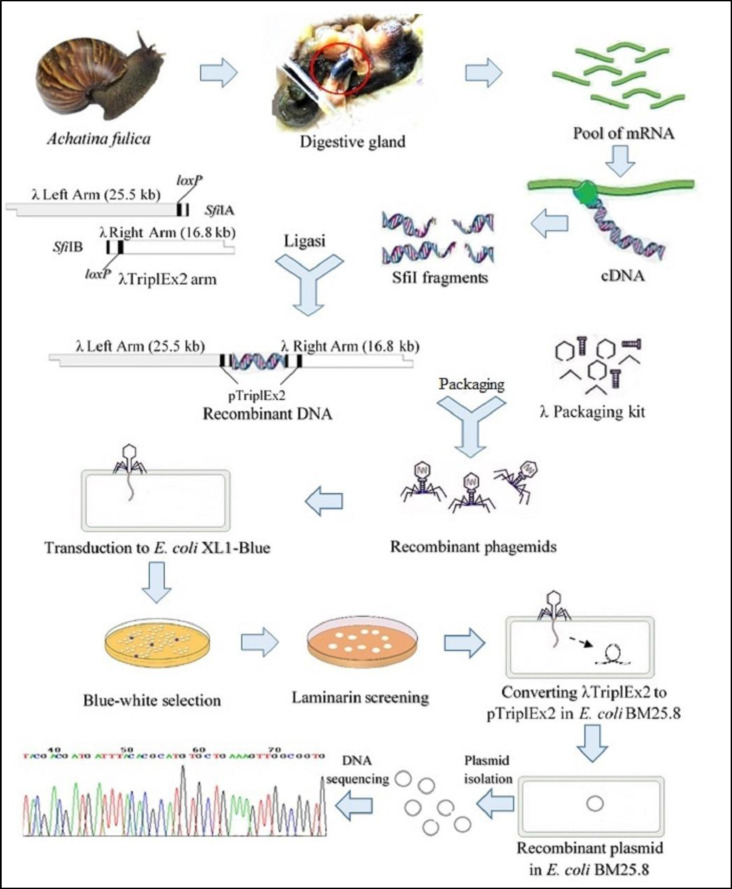 A Novel 1,3-Β-glucanase Gene From The Metagenomic Expression Library Of 