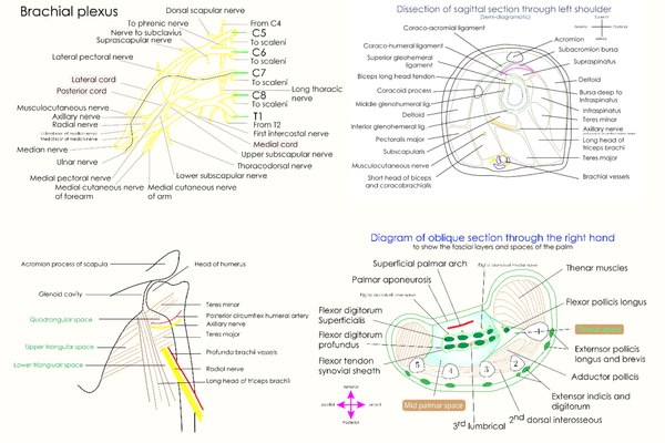 Four Diagrams Selected from Upper Extremity Anatomy Course for Evaluation of Sequence Drawing Method
