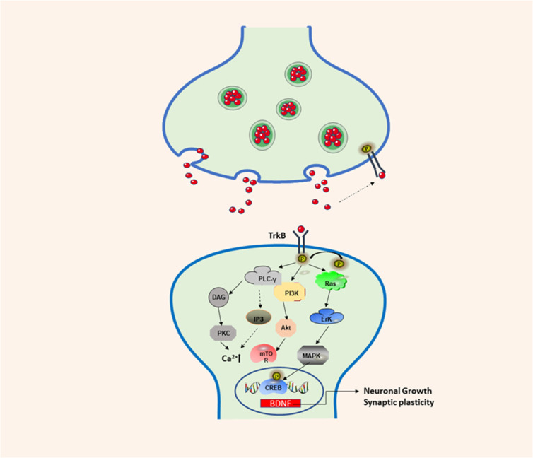 Brain-derived Neurotrophic Factor and Its Applications through ...