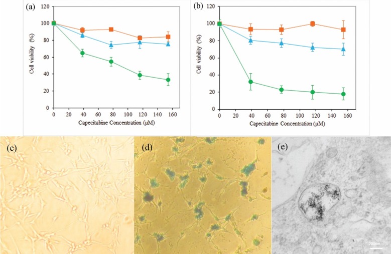 InVitro Assessment of DextranSpermine Nanoparticles for