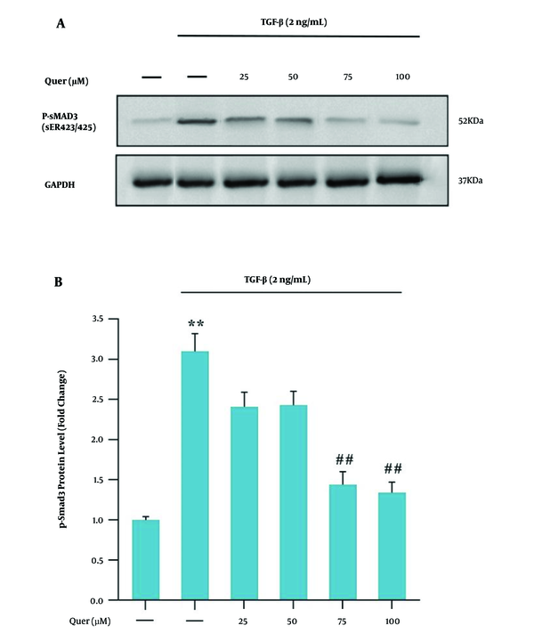 A, western blot analysis of Smad3C expressions in LX-2 cells. LX-2 cells were treated with different quercetin concentrations for 30 min before being incubated with concentrations of 2 ng/mL TGF-β for 30 min, the cell lysates were immunoblotted; B, the relative Smad3C level. The relative Smad3C level were expressed as the ratio Smad3C/GAPDH. The bands were analyzed with ImageJ software. The data were performed using one-way analysis of variance (ANOVA), followed by the Tukey's test. Data represent the mean ± SEM of three replicates (**P &lt; 0.01 vs vehicle-treated control; ##P &lt; 0.01 vs TGF-β alone).