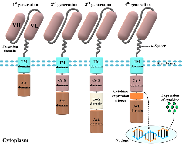 Different components of a chimeric antigen receptor (CAR) molecule and four car generations developed by scientists throughout CAR T-cell therapy evolution. The targeting domain of the CARs represented in this figure is composed of a single-chain variable fragment derived from a conventional monoclonal antibody. First-generation CARs only harbored an activation domain; however, second- and third-generation CARs are designed to have one and two costimulatory domains, respectively. On the other hand, fourth-generation CARs are somehow second-generation CARs that have been designed to harbor a cytokine expression inducer. In detail, upon antigen engagement, the downstream signaling cascades result in the transcription and secretion of a cytokine of interest alongside the tumoricidal activity of the fourth-generation CAR T-cells. The aforementioned cytokine acts to improve the functionality of the CAR T-cells that secret it (VH, heavy chain variable domain; VL, light chain variable domain; Act. domain, activation domain; Co-S domain, costimulatory domain; TM, transmembrane).