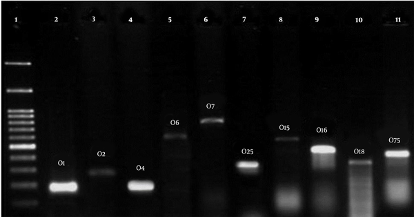 PCR reactions for Serogrouping of Escherichia coli in all strains (O1, O2, O4, O6, O7, O12, O15, O16, O18, O25, O75, and O157). Lane: 1, ladder 1000 bp; 2, 189 bp; 3, 274 bp; 4, 193 bp; 5, 584 bp; 6, 722 bp; 7, 313 bp; 8, 536 bp; 9, 450 bp; 10, 360 bp; 11, 419 bp.