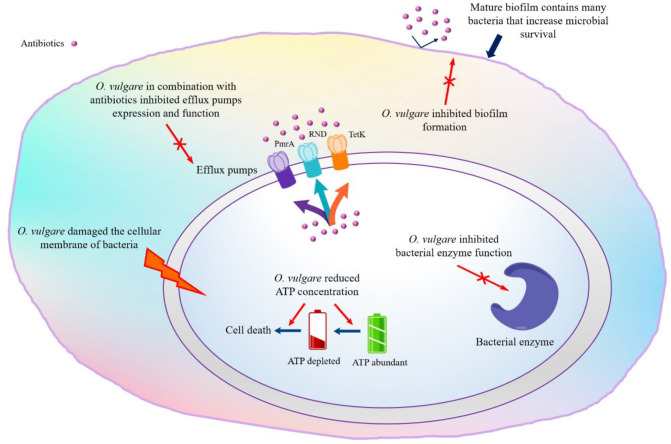 A Review of the Phytochemistry and Antimicrobial Properties of Origanum ...