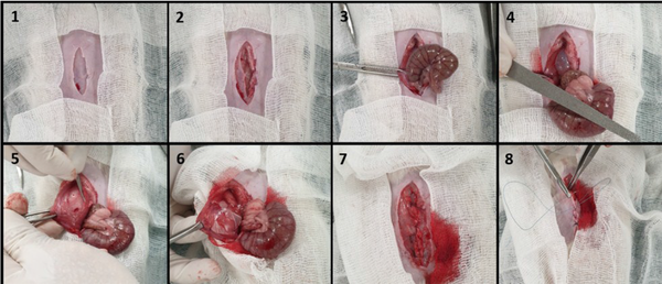 Surgical procedure of intra-abdominal adhesion induction and insertion of anti-adhesion films in a rat model.