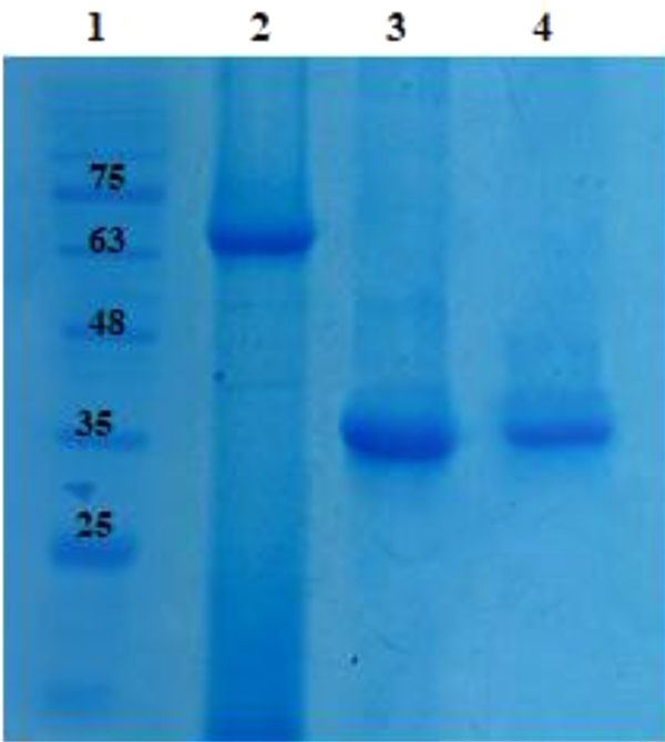 Incubation of prothrombin with r-Ecarin to produce thrombin. Lane 1: protein size marker; Lane 2: Recombinant prothrombin, Lane 3: Recombinant prothrombin Incubation with r-Ecarin and produced thrombin, Lane 4: Commercial thrombin as control.