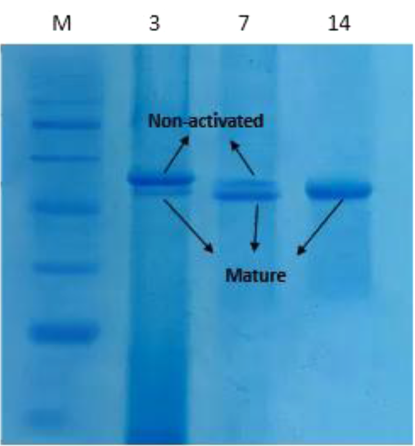 SDS-PAGE analysis of r-Ecarin produced in culture medium. M: protein size marker; the numbers indicate the days of cell collection.