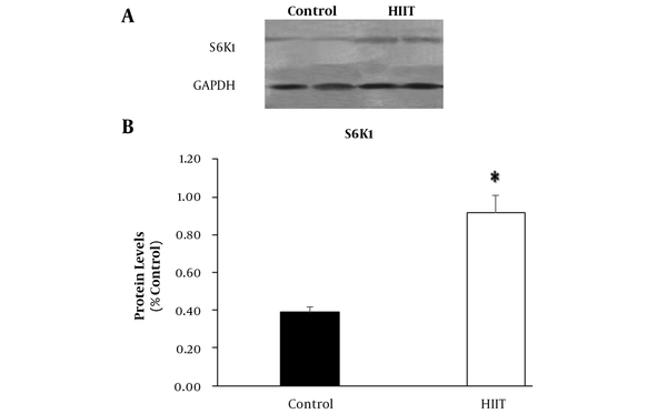 The protein expression of S6K1 and GAPDH in rats’ soleus muscle (A). The eight-week HIIT caused a significant increase of S6K1 protein levels in the HIIT group (n = 8). Data are expressed as mean ± SEM. * Indicates significant difference (P = 0.031) compared with the control group (n = 7).