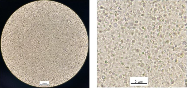 Optical microscope images of 4N-TIB nanosuspension