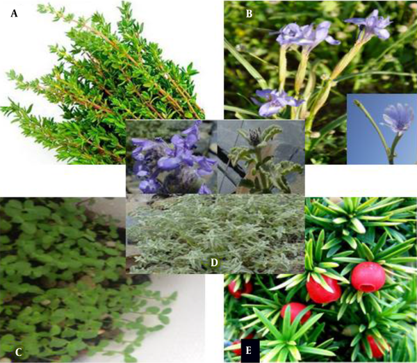 The appearance of plants used Thymus vulgaris L. (A), Chicory (B), Hypericum perforatum L. (C), Lavandula angustifolia (D), and yew (E). (Reference; Section A (25) And Sections B, C, and D (26), Section E (27)).
