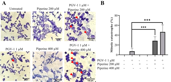 Mitotic catastrophe induction effect of PGV-1 and piperine on 4T1 cells. 4T1 cells (2 × 105 cells/ well) were grown in a 6 well-plate and treated with PGV-1 and piperine for 24 hours. Mitotic catastrophe cells were analyzed using the May Grünwald-Giemsa staining assay under an inverted microscope. A, The morphology of cells of the several treatments is indicated. The red arrows indicate the polynucleated cells/mitotic catastrophe. B, The percentage of mitotic catastrophe cells from microscopic observation. Data are expressed as mean ± SD of three independent experiments (*** P < 0.001).
