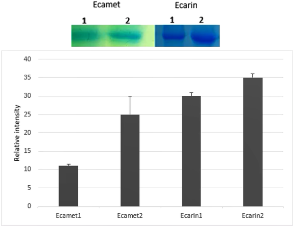 Compare Ecarin and Ecamet recombinant proteins expressed in eukaryotic cells. Each column height demonstrates relative protein abundance. Error bars on each column show SEs from three independent samples.
