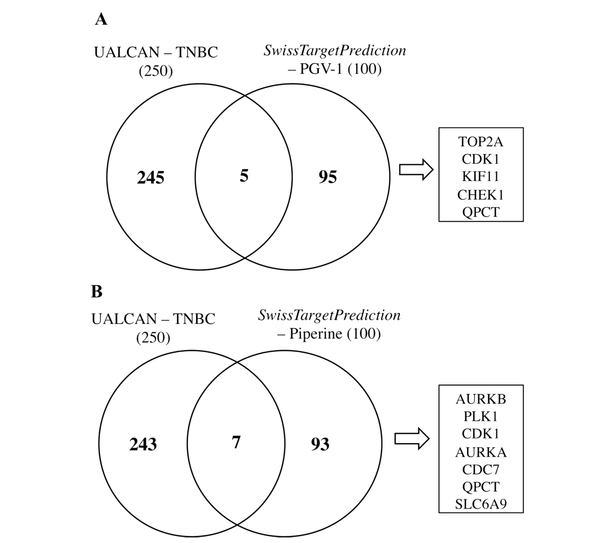Predictive target proteins of PGV-1 and piperine in TNBC. 250 proteins overexpressed in TNBC were obtained from UALCAN, while 100 target proteins of PGV-1 and piperine were respectively obtained from SwissTargetPrediction. A, Protein slice between the overexpressed protein in TNBC and the predictive target protein PGV-1; B, Protein slice between the overexpressed protein in TNBC and the predictive target protein piperine. Venn diagram analysis using InteractiVenn.
