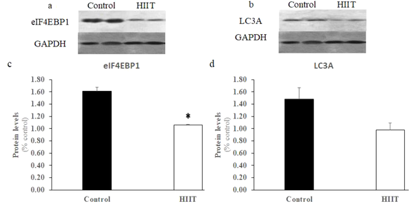 The protein expression of eIF4EBP1, LC3A, and GAPDH in rats’ soleus muscle (A and B). The protein levels of eIF4EBP1 were significantly reduced by the eight-week HIIT (C). In comparison to the significant reduction in mRNA expression, the expression of LC3A protein in the HIIT group (n = 8) was not significantly reduced compared with the control group (D). Data are expressed as mean ± SEM. * Indicates significant difference (P &lt; 0.05) compared with the control group (n = 7).