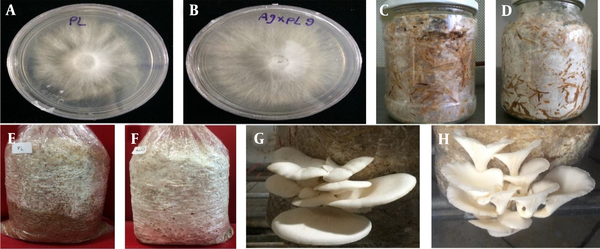 A, Cultivation of Pleurotus florida mycelia on PDA media after four days; B, Cultivation of hybrid N09 strain mycelia on PDA media after four days; C, Cultivation of P. florida mycelia on wheat straw media after seven days; D, Cultivation of hybrid N09 strain mycelia on wheat straw media after seven days; E, Inoculation of P. florida mycelia on wood chips media after 12 days; F, Inoculation of hybrid N09 strain mycelia on wood chips media after 12 days; G, Fruiting bodies of P. florida in the third harvest; H, Fruiting bodies of hybrid N09 strain in the third harvest.