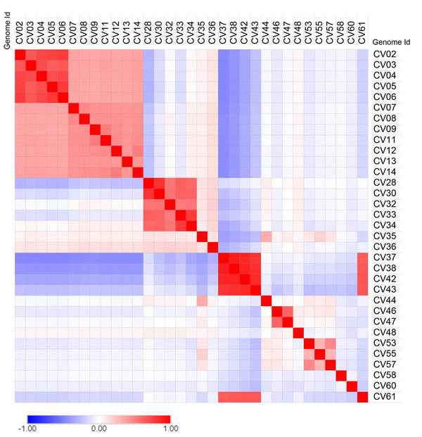 Heat map of the studied genomes. The similarity in sequences has been highlighted in red. The heat map corroborates the phylogenetic tree with genomes exhibiting similarity in heat map being placed together on the tree.