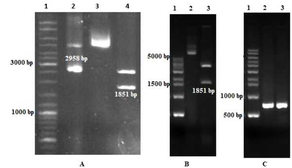 Gel electrophoresis of the recombinant plasmid containing Ecarin gene. (A) Digestion of pBluescript vector containing Ecarin fragment by EcoRI enzyme. Lane 1: 1 kb DNA ladder; Lane 2: pBluescript vector as a control; Lane 3: Recombinant pBluescript; Lane 4: digested synthetic recombinant pBluescript with EcoRI. (B) Confirmation of recombinant pCAGGS with digestion. Lane 1: DNA ladder. Lane 2: Recombinant pCAGGS vector as a control; Lane 3: digested pCAGGS vector with EcoRI. (C) Confirmation of recombinant pCAGGS with PCR. Lane 1: DNA ladder; Lane 2 and 3: amplification of the Ecarin gene with specific primers of the gene (655 bp).