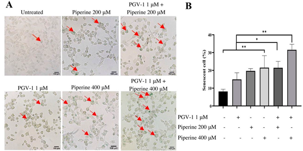 Induction effect of PGV-1 and piperine senescence cells on 4T1 cells. 4T1 cells (2 × 105 cells/ well) were seeded in a 6-well plate and treated with PGV-1 and piperine for 24 hours then observed after 72 hours. Senescent cells were analyzed using the SA-β-galactosidase staining assay under an inverted microscope. A, Morphological appearance of the cells in the several treatments as indicated. The red arrows indicate the senescent cells. B, The percentage of senescent cells from microscopic observation. Data are expressed as mean ± SD from triplicate independent trials (* P < 0.05, ** P < 0.01).