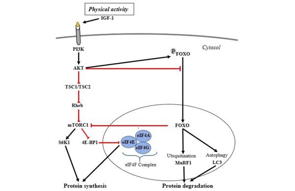 Protein synthesis and degradation signalings, including ubiquitination and autophagy. The left cascade is related to protein synthesis signaling, and the protein degradation signaling is presented in the right cascade. The red lines indicate the inhibitory effect of each molecule on protein synthesis, and the black arrows depict signaling components involved in the activation of protein synthesis. Abbreviations: IGF-1, Insulin-like growth factor 1; PI3K, Phosphatidylinositol 3‑kinase; Akt, Protein kinase B; TSC1/TSC2, Tuberous Sclerosis 1/2; Rheb, Ras homolog enriched in brain; mTOR, Mammalian Target of Rapamycin; S6K1 (RPS6K1), Ribosomal Protein S6 Kinase1; eIF4E eukaryotic translation Initiation Factor 4E; eIF4EBP1, eIF4E-Binding Protein 1 (also known as 4E-BP1); FOXO Forkhead box O; MuRF1, Muscle Ring Finger 1; MAFbx, Muscle Atrophy F-box.