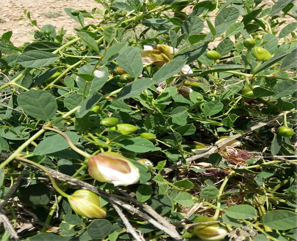 Fresh Capparis spinosa from the Koohpayeh of Kerman city, in spring and summer of 2019 - 2020