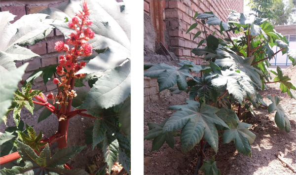 Fresh Castor, Ricinus communis, from Koohpayeh and Alghadir suburbs of Kerman city, in spring and summer of 2019 - 2020
