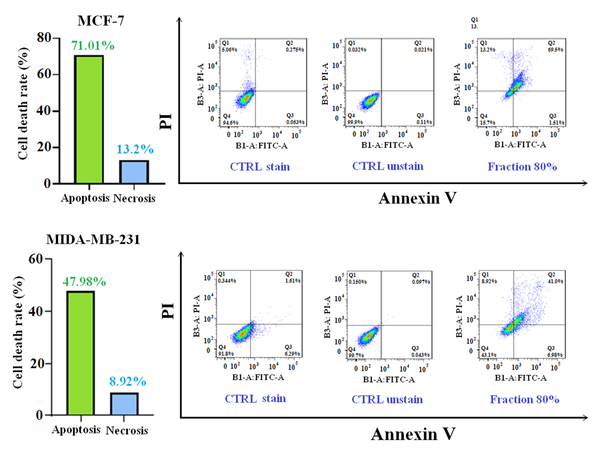 Flow cytometry results of 80% fraction of MeOH extract against MCF-7 and MDA-MB-231 cell lines after 24 hours of incubation. In addition, the amount of apoptotic and necrotic are shown after 24 hours.