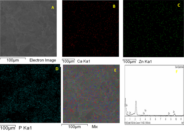 (A) FESEM image of cross section of PLA-PCL-HA-1% ZNO-1% Gr nanocomposite, elemental analysis map images of ion distribution (B) calcium, (C) zinc, (D) phosphorus, (E) mix of nanoparticles, and (F) spectrum X-ray energy diffraction measurement of nanocomposite cross-section