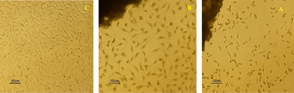 Inverted light microscope image of (A) polymeric matrix, (B) optimal matrix PLA-PCL-HA-1% ZNO-1% Gr, (C) control sample
