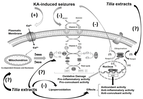 Mechanisms proposed for the antioxidant and anti-seizure effects of the organic extracts of Tilia americana var. mexicana in the brain. Reactive oxygen species (ROS) production is accompanied by the activation of enzymes involved in ROS scavengings, such as superoxide dismutase (SOD), catalase (CAT), ascorbate-glutathione cycle enzymes (GR, GPx), and glutathione reductase (GR). KA: Kainic acid.