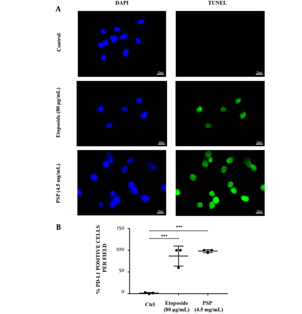 The immunogenic cell death (ICD) effect of immune cells provoked by polysaccharide peptide pretreatment. A, HCT116 cells were seeded (3 × 104/well) on glass coverslips in medium and/or treated with Etoposide (20 μg/mL) or PSP (4.5 mg/mL, 48 hours). Activated peripheral blood mononuclear cells were co-cultured with HCT116 (PBMC: HCT116 = 5: 1) in the culture plate for 24 hours. The cells were detected with transferase-mediated nick-end labeling assay and imaged by fluorescent microscope. The experiments were repeated three times; B, The mean value of positive rates of TUNEL per field in each view with PSP or Etoposide treatment was compared to the untreated control. * P &lt; 0.05, ** P &lt; 0.01, *** P &lt; 0.001, t-test.