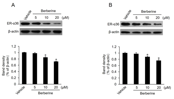 Downregulation of estrogen receptor (ER)-α36 expression in MCF7-TAMR and BT-474 cells by berberine; cells maintained in phenol red-free medium with 2.5% charcoal-stripped fetal calf serum treated with vehicle dimethyl sulfoxide and the indicated concentrations of berberine for 24 hours; performing western blot analysis to examine the expression of ER-α36 in MCF7-TAMR cells (A) and BT-474 cells (B). All membranes were stripped and reprobed with a β-actin antibody to ensure equal loading. The columns and bars represent the means of three experiments and the standard error of the mean, respectively (*P &lt; 0.05 vs. control cells treated with vehicle).