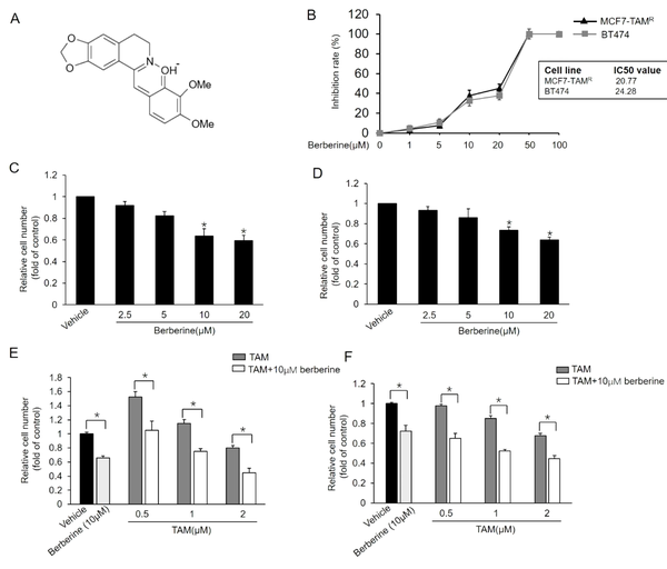 Sensitization of MCF7-TAMR and BT-474 breast cancer cells to TAM by berberine; A, Chemical structure of berberine; B, Inhibitory effects of different doses of berberine on the viability of MCF7-TAMR and BT-474 cells; C and D, Effect of different doses of berberine on the growth of MCF7-TAMR (A) and BT-474 (B) Cells; *P < 0.05 vs. vehicle; E and F, Effects of combined treatment with berberine and TAM on the growth of MCF7-TAMR (E) and BT-474 (F). Cells were treated with various concentrations of TAM with or without berberine for 7 days, and the numbers of surviving cells were counted. *P < 0.05 Each point represents the mean ± standard error of the mean of three independent experiments.