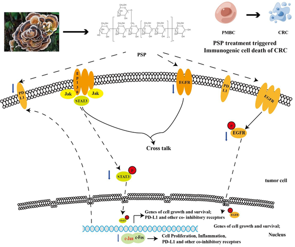 The proposed action model of polysaccharide peptide on colorectal cancer cells. This model summarizes our finding, suggesting that PSP induced apoptosis in CRC cells by down-regulating epidermal growth factor receptor and programmed cell death-ligand 1 expression.