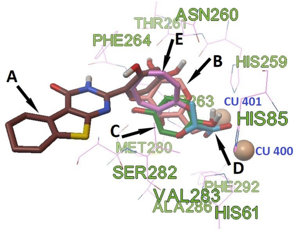 Location according to molecular docking: 4g ([A] brown color), kojic acid ([B] beige color), hydroquinone ([C] green color), lactic acid ([D] blue color), and the location of tropolone determined by XRD analysis ([E] pink color).