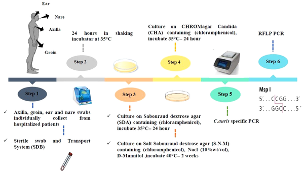 Evaluation of Candida auris Colonization using Clinical Skin Swabs: A ...