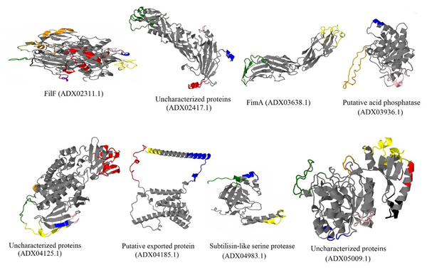 Predicted discontinuous B-cell epitopes of putative immunogenic candidates against Acinetobacter baumannii shown on a three-dimensional structure of proteins; FilF, uncharacterized protein (ADX02417.1), FimA, putative acid phosphatase, uncharacterized protein (ADX04125.1), putative exported protein, subtilisin-like serine protease, and uncharacterized proteins (ADX05009.1) with 10, 4, 2, 3, 7, 3, 3, and eight conformational epitopes, respectively.