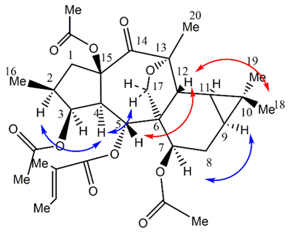 (A) Key NOESY correlations of compound 1. Alpha orientations are in blue and beta in red colors. Me-20 has an NOE correlation with both H-12 (beta) and H-11 (alpha), indicating its equatorial direction.