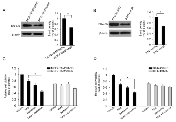 Sensitization of TAM-resistant cells to TAM treatment by estrogen receptor (ER)-α36 knockdown; A and B, ER-α36 expression levels measured in ER-α36 knockdown MCF7-TAMR/sh36 (A) and BT-474/sh36 (B) cells using western blot assays; C and D, MCF7-TAMR/shNC, MCF7-TAMR/sh36, BT-474/shNC, and BT-474/sh36 cells treated with 2 μM TAM together with a vehicle or 5 μM lapatinib for 7 days. The numbers of surviving cells were counted. The columns and bars represent the means of three experiments and the standard error of the mean, respectively (*P &lt; 0.05).