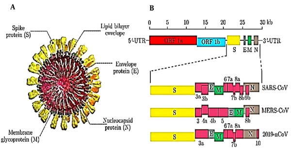Schematic structure of SARS-CoV, MERS-CoV, and 2019-nCoV. A, Schematic structure of virion of SARS-CoV, MERS-CoV, and 2019-nCoV along with its major structural proteins; B, Schematic diagram of genomic organization of SARS-CoV, MERS-CoV, and 2019-nCoV. The genomic regions or open-reading frames (ORFs) are compared. Structural proteins, including spike (S), envelope (E), membrane (M) and nucleocapsid (N) proteins, as well as non-structural proteins translated from ORF 1a and ORF 1b and accessory proteins, including 3a, 3b, 6, 7a, 7b, 8a, 8b, and 9b(for SARS-CoV), 3, 4a, 4b, 5, and 8b (for MERS-CoV), and 3a, 6, 7a, 7b, 8, and 10 (for 2019-nCoV) are indicated. 5/-UTR and 3/-UTR, untranslated regions at the N and C-terminal regions, respectively. Kb, kilobase pair.