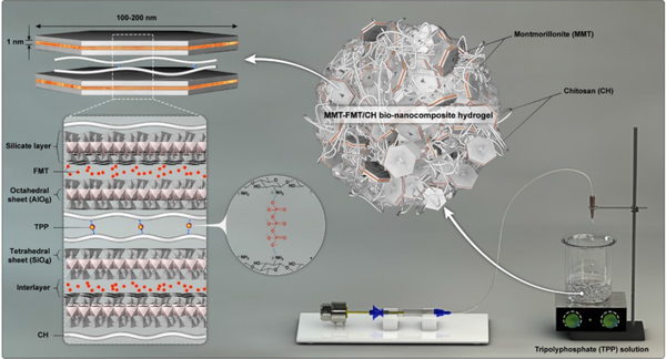 The formation of spherical MMT-FMT/CH bio-nanocomposite hydrogels as gastroretentive/mucoadhesive drug delivery systems